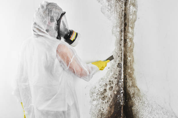 Best Mold Damage Repair  in Wesley Hills, NY