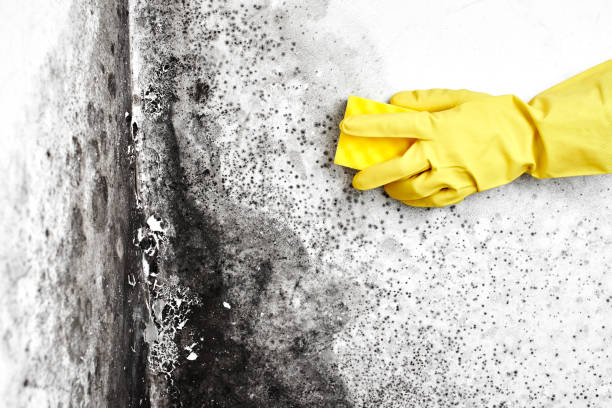 Best Mold Testing  in Wesley Hills, NY