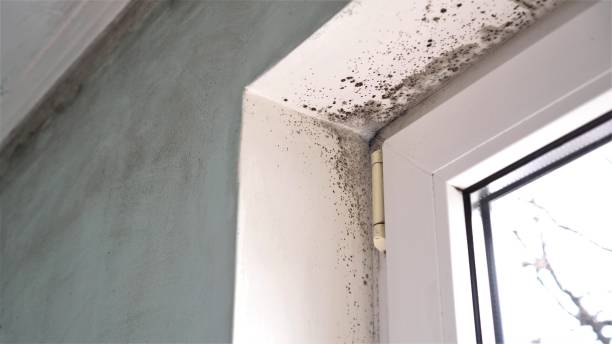 Best Mold Removal Company Near Me  in Wesley Hills, NY