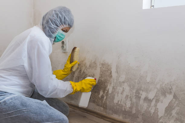 Best Mold Damage Repair  in Wesley Hills, NY