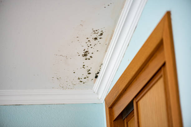 Best Mold Removal Near Me  in Wesley Hills, NY