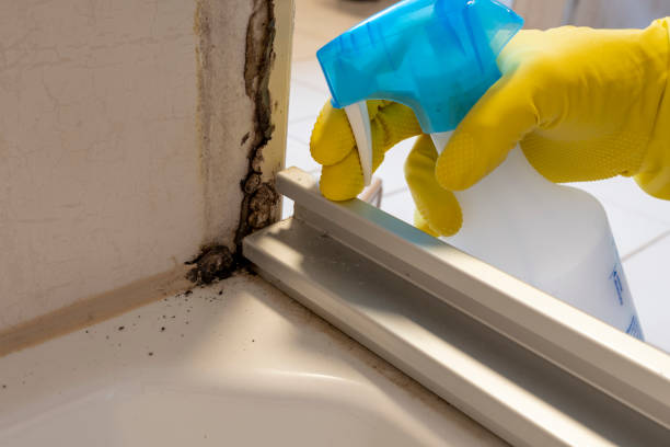 Best Home Mold Removal  in Wesley Hills, NY
