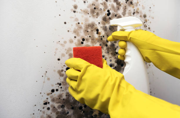Best Attic Mold Removal  in Wesley Hills, NY
