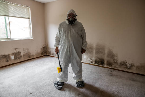 Best Mold Removal Company Near Me  in Wesley Hills, NY