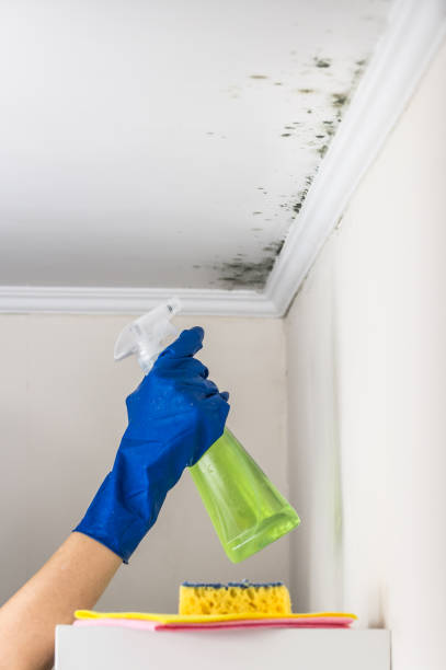 Best Residential Mold Removal  in Wesley Hills, NY
