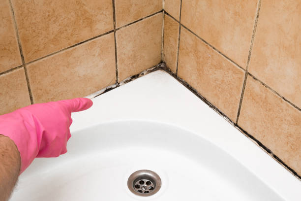 Best Mold Cleaning Services  in Wesley Hills, NY